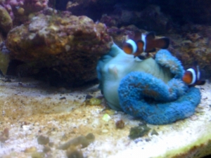 Becca's Reef