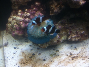 Becca's Reef