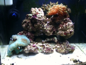 Becca's Reef