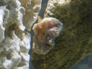 mushroom