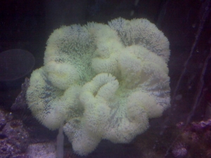 anemone