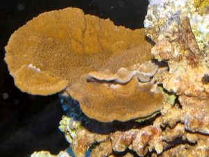 Orange Monti