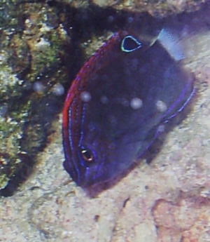 Unknown Damsel