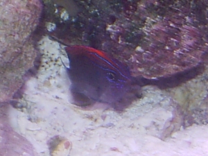 fish_008