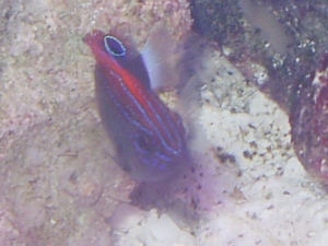 fish_009