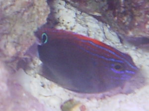 fish_012