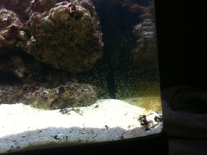 Becca's Reef