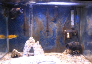 My 20g aquarium