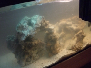 1st SW tank - Back