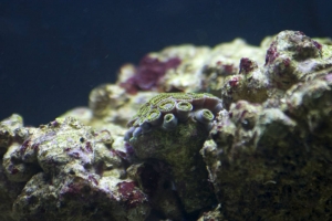 Becca's Reef