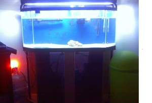 tank im selling