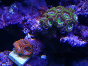 Acans actinics