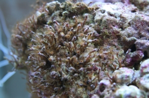 colonial hydroids?