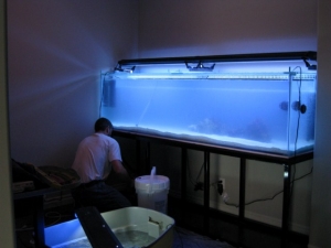 tank pics