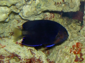Blue Fin Pygmy Angel