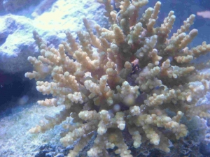 55gal_006
