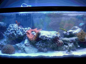 55gal_007