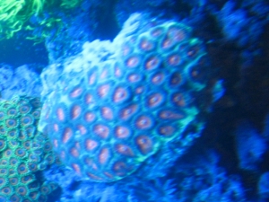 favia brain I believe?