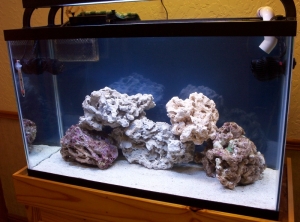 FTS3