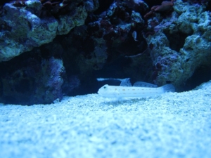 fish pics