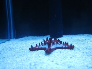 fish pics
