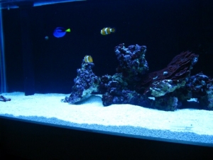 fish pics
