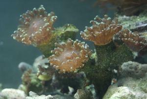 FrogSpawn Coral