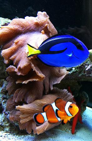 gotta find nemo!