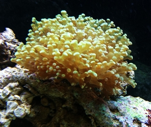 Frogspawn coral
