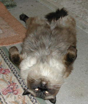my cat