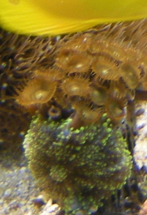 Tang fin