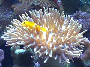 yellow clown