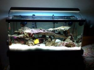 40_gal_tank