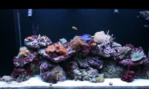 65 Gallon FT