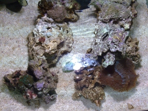 New Corals