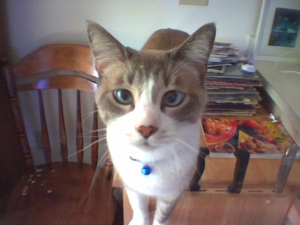 SamInYourFace