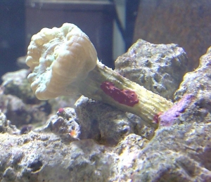 Trumpet Coral