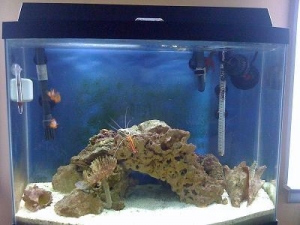 29 Gallon Euro Bow Front