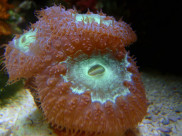 Blastomussa