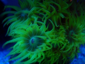 Sun Polyp
