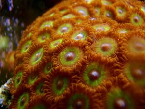 Close Up Polyps