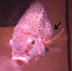 my fish has Dropsy and iam trying to save him. If you know anything that co