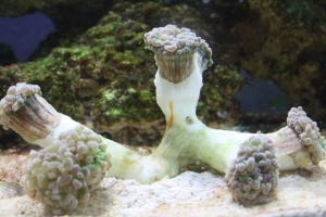 Updated 72 gal  reef tank