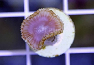 Cinnamon Palythoa Grandis