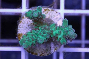 Tri-Color Tortuosa Acropora