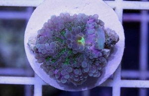 Purple / Green Yuma Ricordea