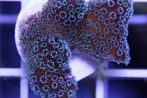 Stylophora Acropora