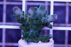 Tri-Color Tortuosa Acropora
