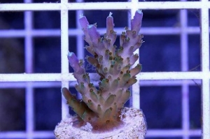 Tri-Color Valida Acropora