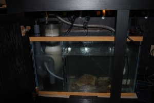 Corey's 90 Gallon